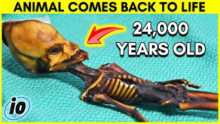 24,000 Year Old Animal Comes Back To Life