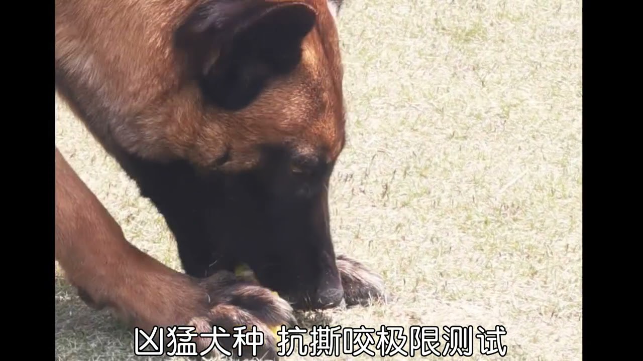 Dog Interactive Natural Rubber Ball Puppy Chew Toy