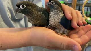 Turquoise Violet Green Cheek Conure Victorian Bird Co