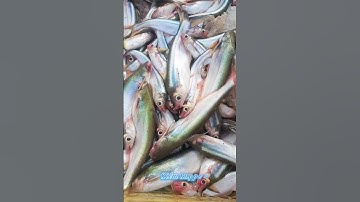 #Shorts / Câu cá dứa cá xác sọc quá phê miền tây sông nước #KiềmRapper