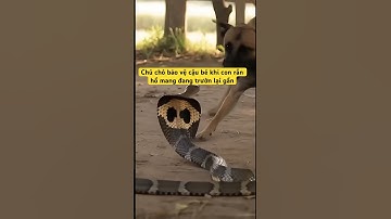 Chú chó bảo vệ cậu bé khi con rắn hổ mang đang trườn lại gần #shortvideo #aivideo #dog