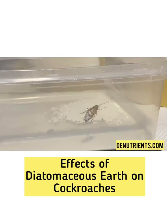 Killing cockroach with Diatomaceous Earth DENutrients Diatomaceous Earth YouTube