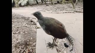 Download Lagu Lyrebird repeats sounds it hears in forest (Chainsaw) MP3