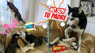 La primera vez que Max hace de padre y juega con el cachorro Balto