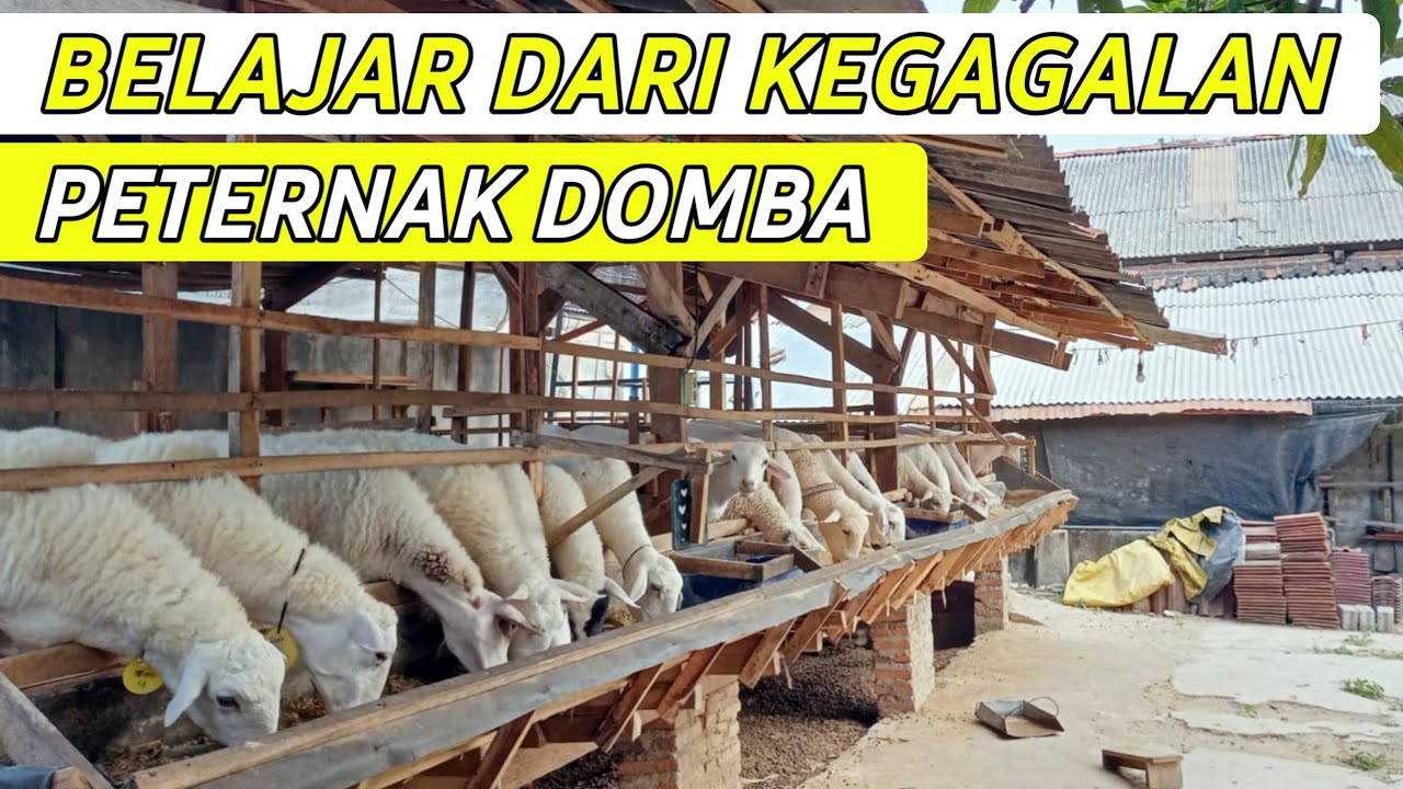 Belajar Dari Kegagalan Orang Lain | Tips dan Trik TERNAK DOMBA PEMULA | EDUTERNAK SERIES 2