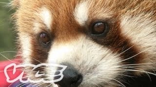 レッサー・パンダ！ - Cute Red Pandas!