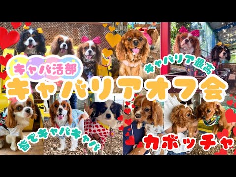 【密着】キャバリアまみれの最高に楽しいオフ会に潜入したら凄い事になりました!![前半]