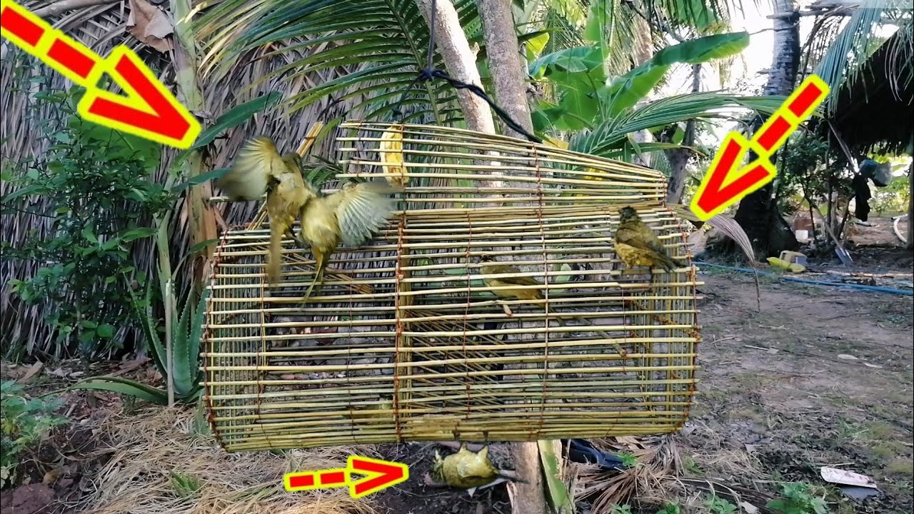 Cận cảnh bẫy chim trao trảo - Bẫy chim tự động | Phiêu Lưu Đất Bạc