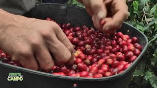 Un buen Café  tiene  aroma, sabor y cuerpo, una familia caficultura colombiana lo hace así-FADC