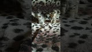 Британские котята скоттиш-страйт, 1,5 месяца малышам Британские котята скоттиш-страйт, 1,5 месяца малышам