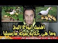 افضل انواع البط  وما هى حكاية شركة مارسيليا // عشاق الدواجن