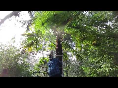 Putting Christmas Lights On A Palm Tree Putting Christmas Lights On A Palm Tree