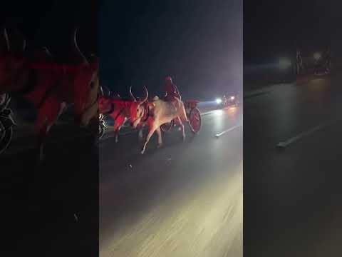 Mondipalayam 2026 # #trending #reels #love #travel #song #shorts #story #status #horse #cow #tiktok