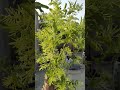 beautiful ratrani flower in my terrace garden #home garden #short video