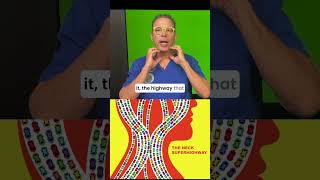 The Neck is a Superhighway #bloodflow #jugular #vagusnerve #cervicalinstability #CSF #braindrain