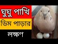 ঘুঘু পাখির ডিম পাড়ার লক্ষন কি কি || ঘুঘু পাখি পালন পদ্ধতি