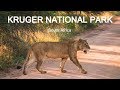 BEST Safari in South Africa | KRUGER NATIONAL PARK 1/2 - Ep. 42