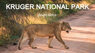 BEST Safari in South Africa | KRUGER NATIONAL PARK 1/2