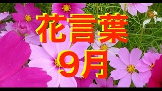 【大切な人へ】9月の花言葉365日分と誕生花一覧です