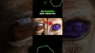 Reindeers Eyes Change Color from Gold to Blue in the Winter!