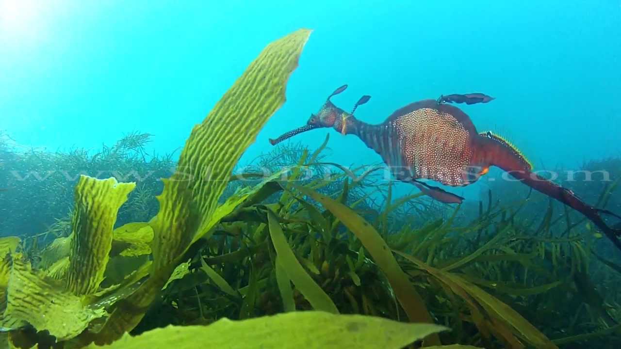 The Weedy Sea Dragon Giant Sea Horse Youtube