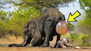 Elephant Gave Birth And Wouldn’t Stop Crying – Staff Were Shaken When They Saw The Baby!