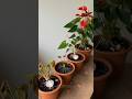 The Secret Onion Trick for Beautiful Anthuriums! 🌿 🌱#garden #plants #anthurium #shorts #subscribe