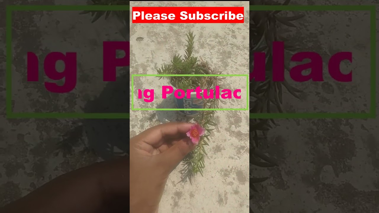 My portulaca collection 