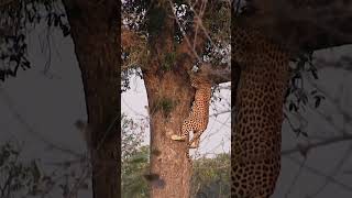 Leopard Climbs A Tree  #Wildlife #Animals #Amazing