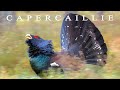 Capercaillie. Birds singing and displaying in the spring forest | Wildlife World