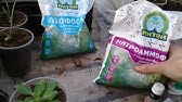 Пикировка петунии,хорошее удобрение - YouTube
