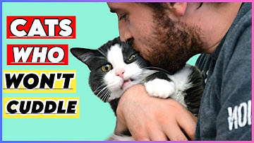 SHOCKING Reasons Why Your Cat Won