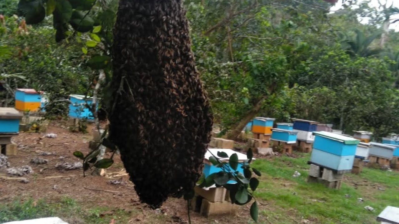 QUE HACER  PARA  QUE  TU  ENJAMBRE NO ABANDONE EL CAJON
