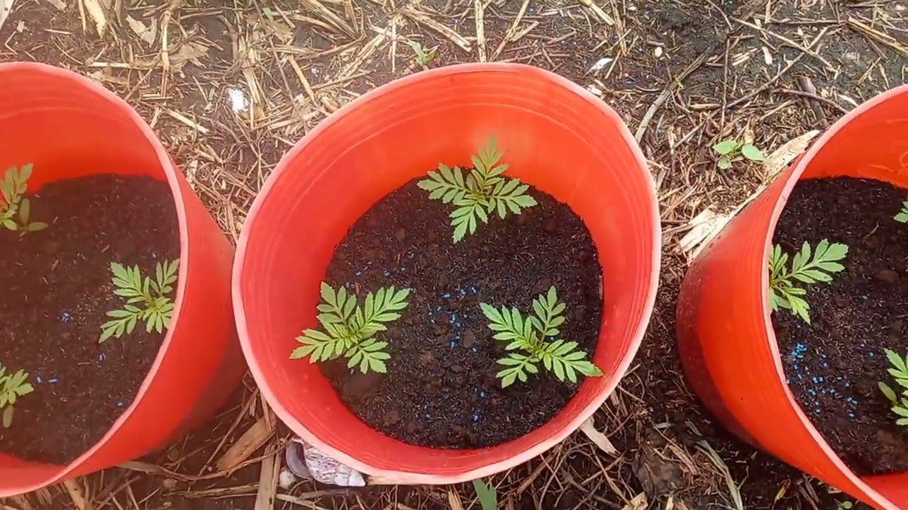 cách ra chậu vạn thọ xanh tốt bắt rễ ngay 2025