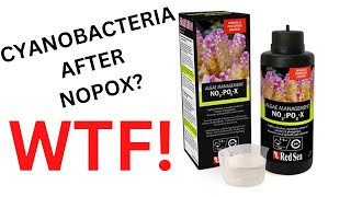 RED SEA NOPOX Issues