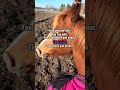 The family you broke… #chestnutmare #horse #equestrianjourney #horseenthusiast #quarab #capcut
