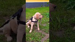 Tired & Yawning. Labrador Puppy. Subscribe for me.👈