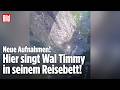 WAL TIMMY: Neue Aufnahmen! Hier singt der Buckelwal in seinem Reisebett!
