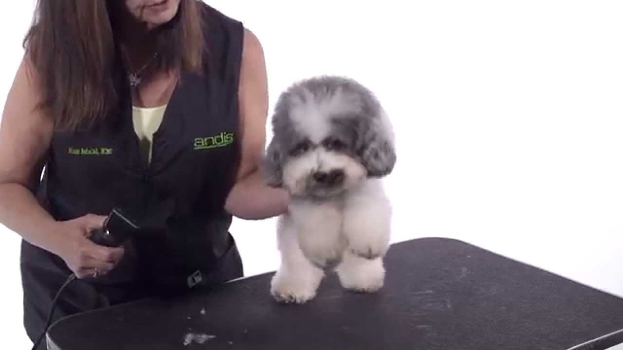 salty dog beanie north face