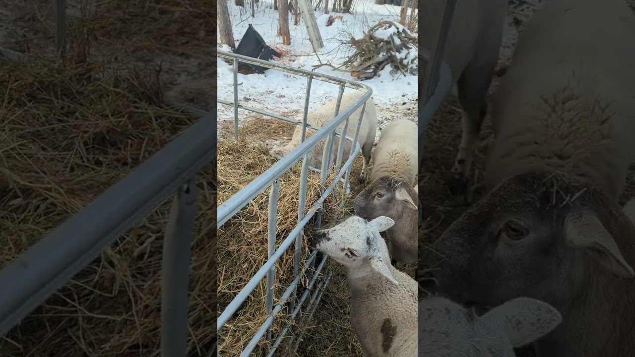 Best affordable long lasting hay feeder for sheep and goats.