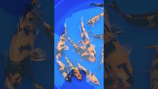 Absolutely Stunning Kin Showa And Kin Hi Utsuri