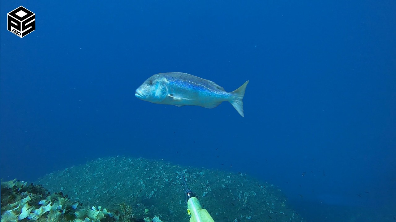 PESCASUB Dentice Gigante INCIDENTE a 30 metri Pinna rotta Pesca subacquea Profonda