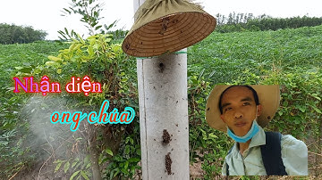 Bắt ong trong cột điện (Nhận diện ong chúa) #bắtongtrongtrụđiện #Nhandienongchua