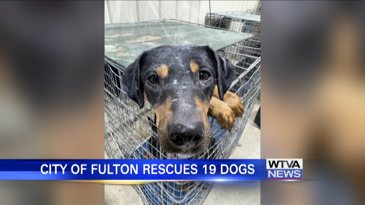 Interview: Fulton aids in rescue of dogs from Lee County hoarding case