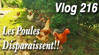 Mais où sont passées mes Poules??? -Vlog 216-