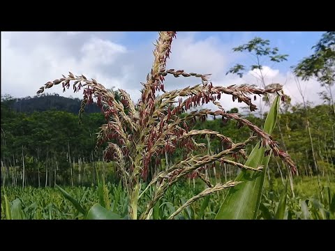 Video: Bunga Jagung (bunga): Deskripsi, Sifat Yang Berguna