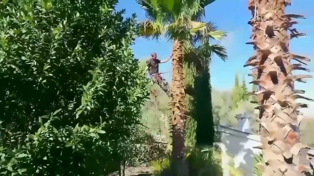 Cutting palm tree 1 - YouTube