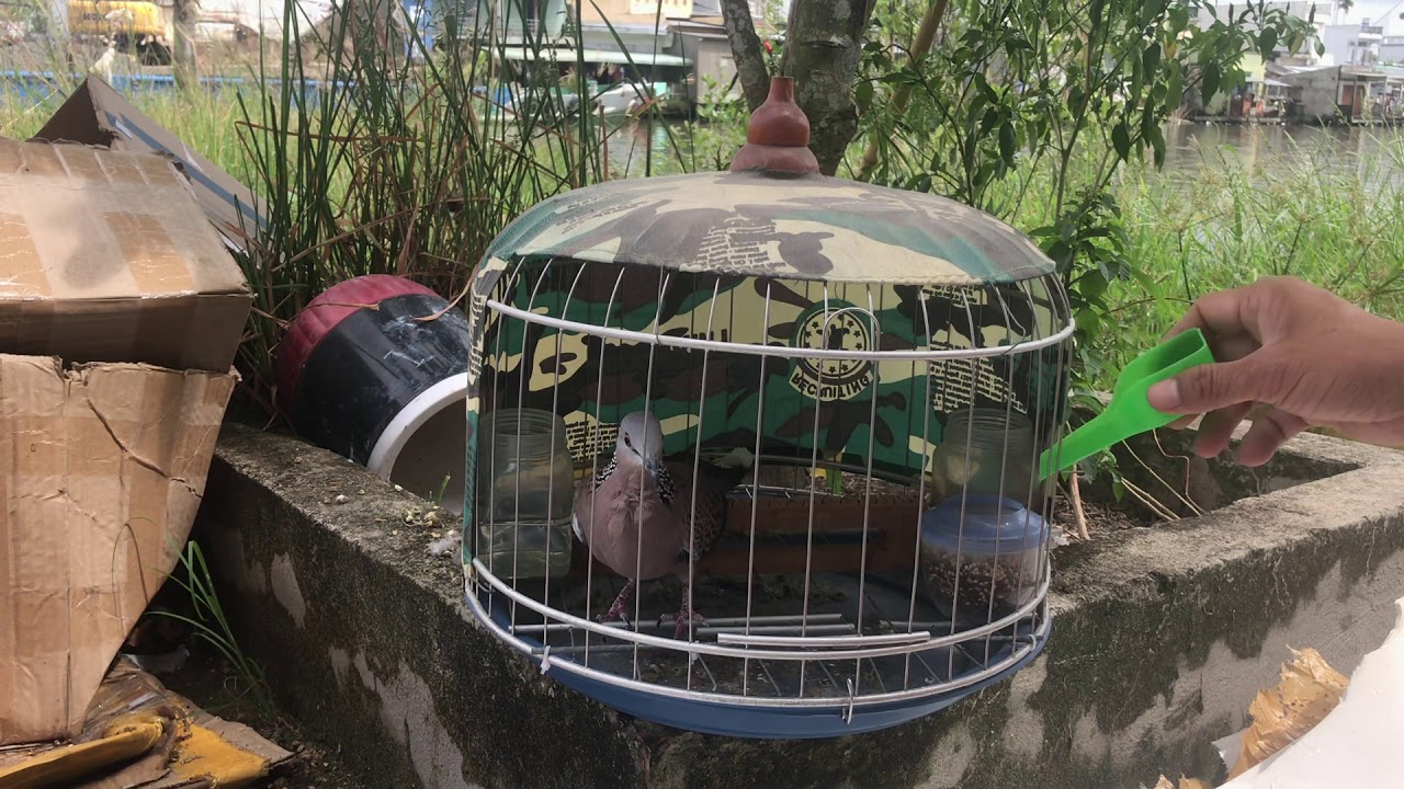 Chim cu gáy Malaysia non có làm mồi được không? Streptopelia chinensis | Terkukur