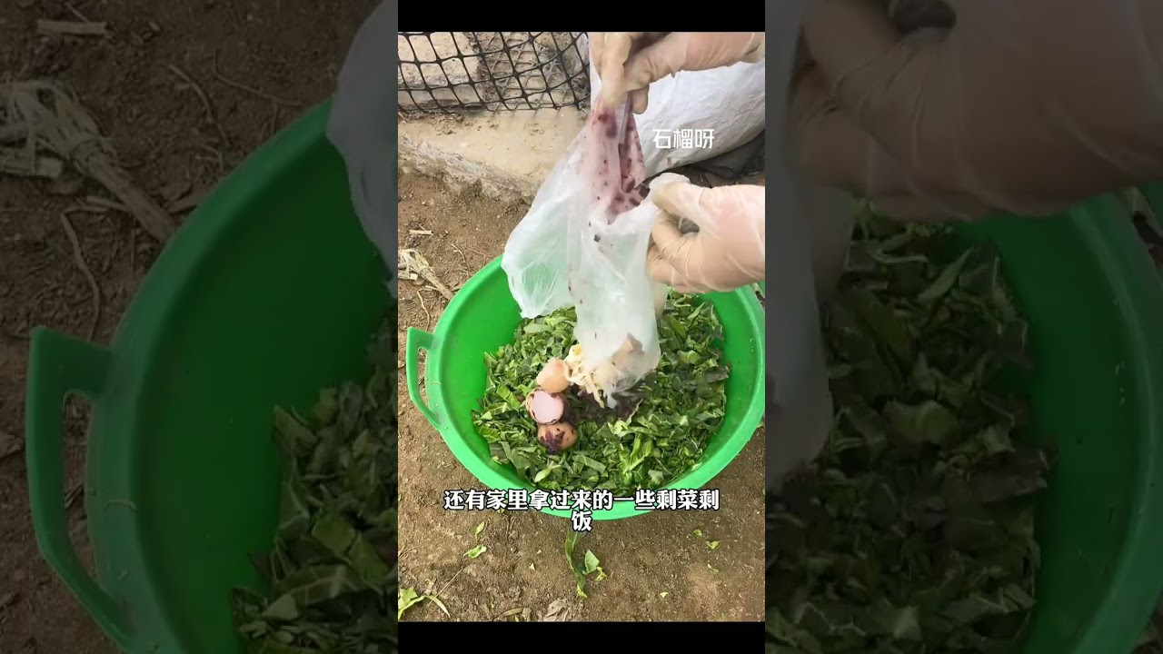 Homesteading Life: Farming & Chicken Care Adventure