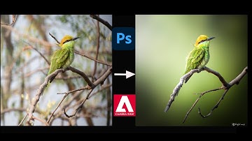 How to edit a bird photo/ Wildlife photo editing.